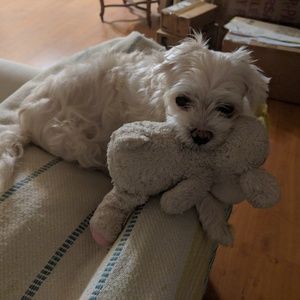 Meet your Posher, Angela